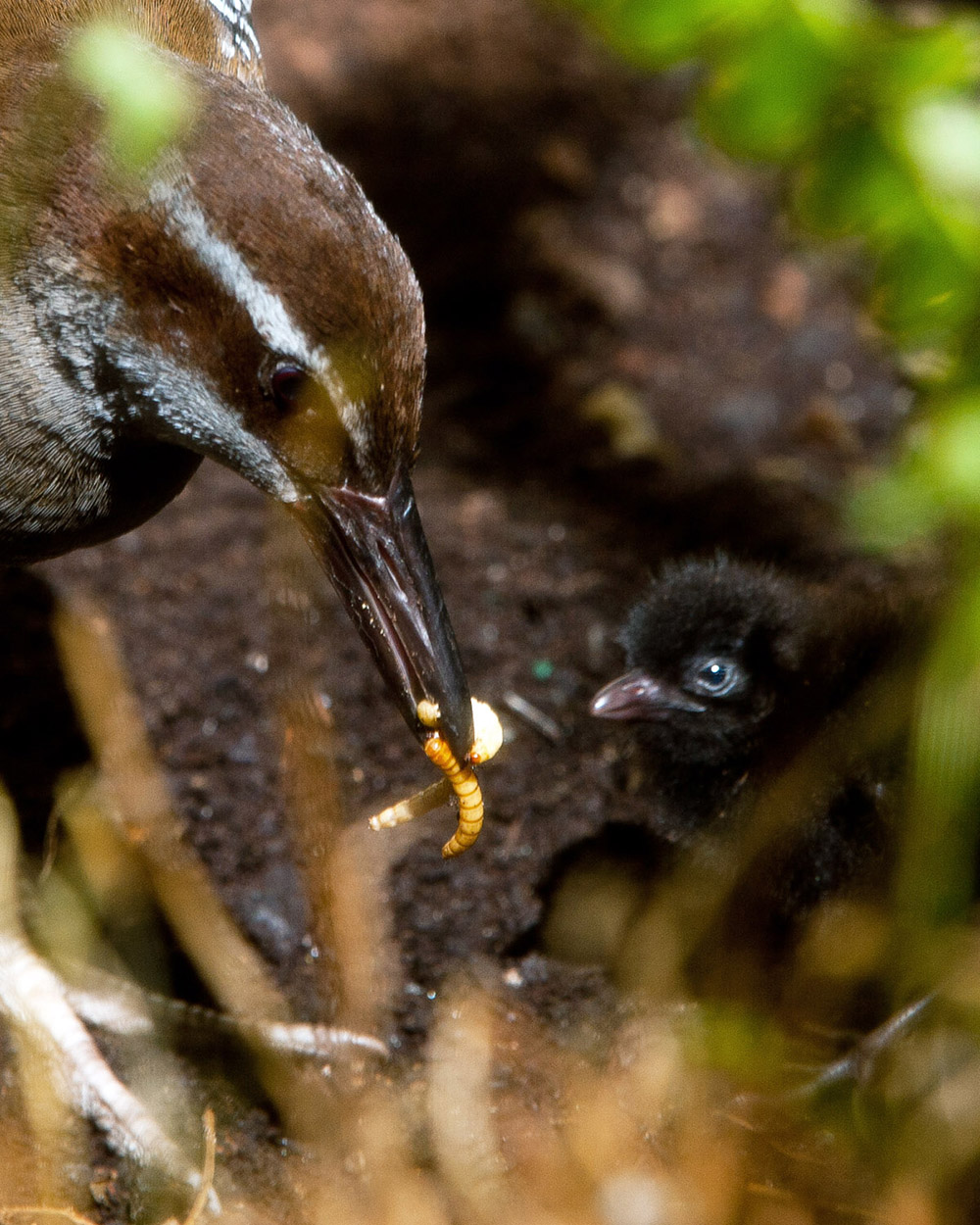 Island Conservation Slithery Swarm Or Lush Locale Tipping The