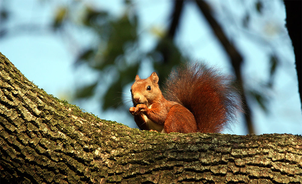 island conservation native european red squirrel