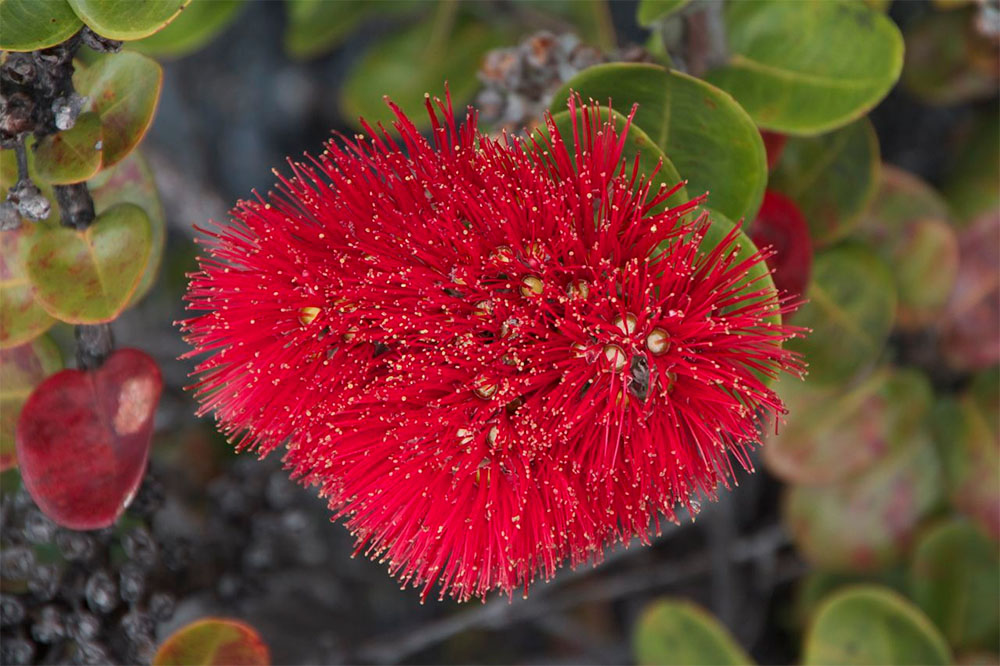 island conservation rapid ʻŌhiʻa death ʻŌhiʻa flowers