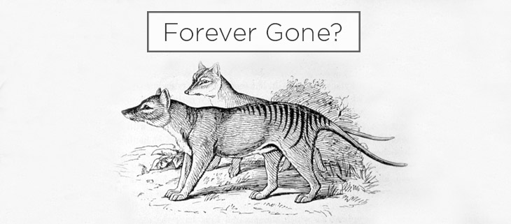 Island Conservation Potential Tasmanian Tiger Sightings Raise Eyebrows -  Island Conservation