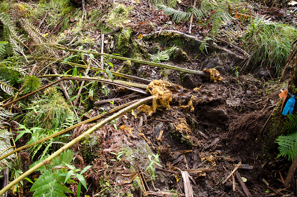 Feral Pigs Invasive Species