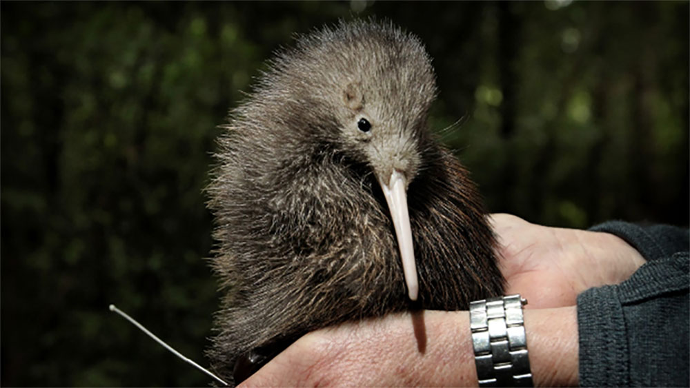 Island-conservation-preventing-extinctions-northern-brown-kiwi-1