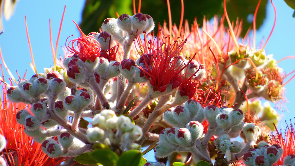 island-conservation-testing-rapid-ohia-death