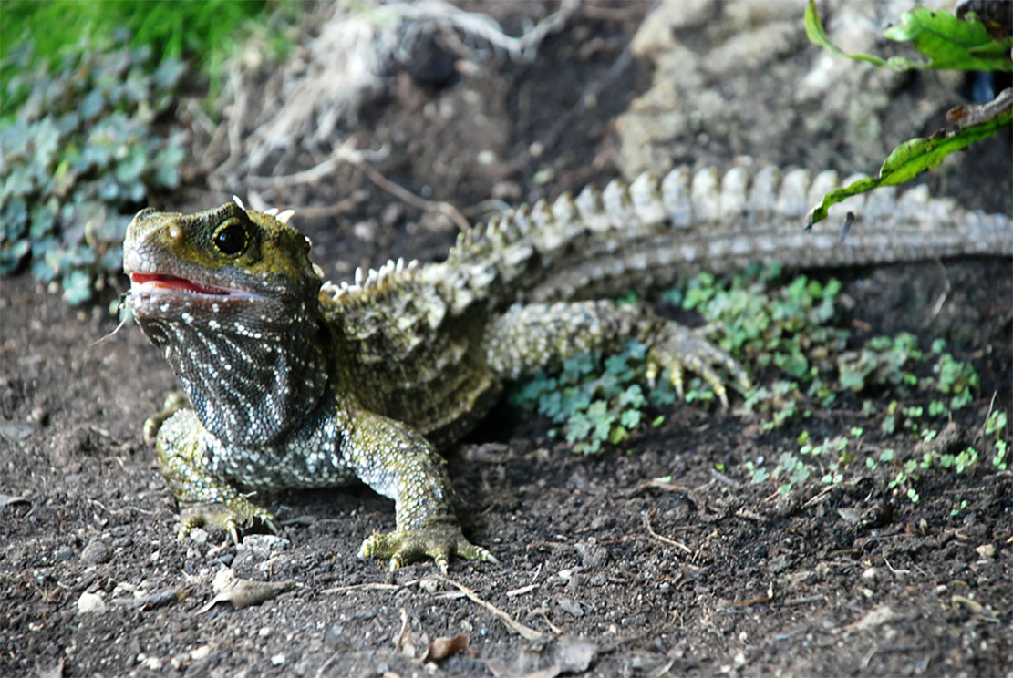 Island-Conservation-Preventing-Extinctions-North-Brother-Island-Tuatara