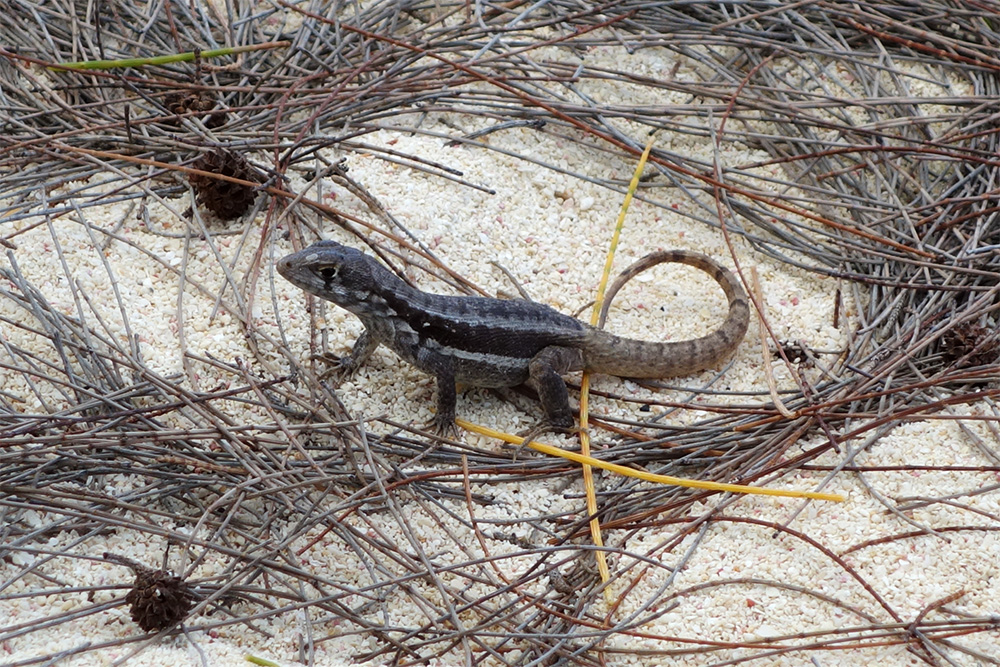 island-conservation-cuban-knight-anole-curly-tailed-lizard
