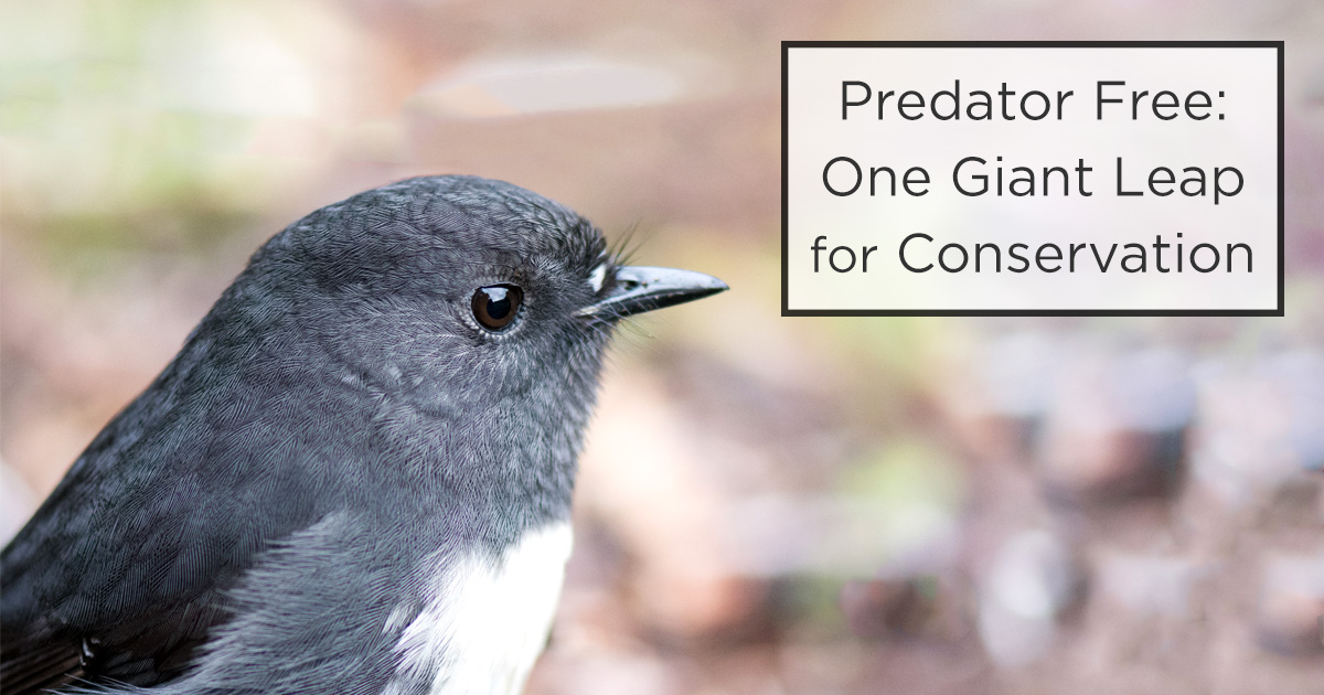 Island Conservation Predator Free 2050 All Eyes on New Zealand