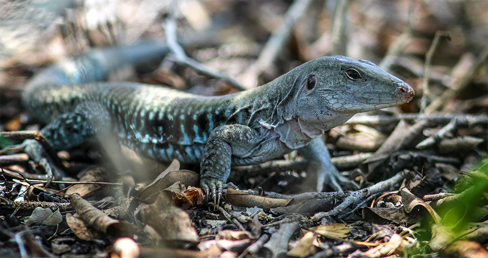 island-conservation-science-desecheo-puerto-rico-Desecheo-Ameiva-exsul-desechensis