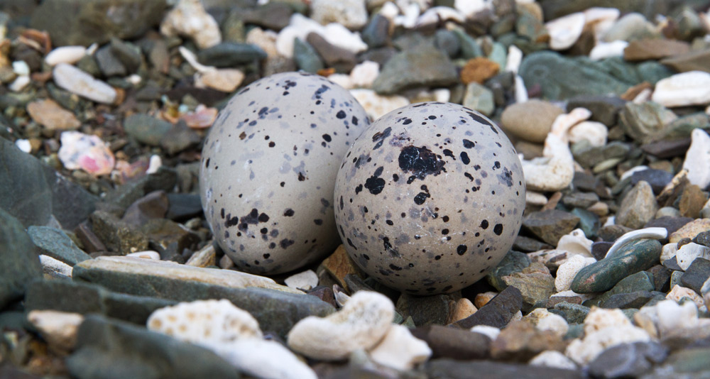Species: Eggs, American Oystercatcher (Haematopus palliatus) Location: Desecheo island, Puerto Rico Photo by Claudio Uribe/Island Conservation