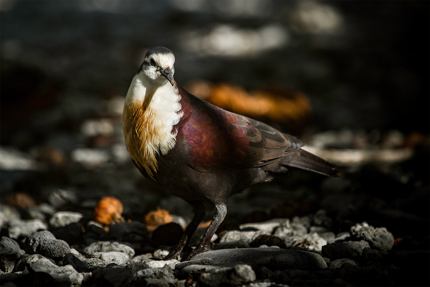 Alopecoenas erythropterus island conservation science preventing extinctions french polynesia tutururu FR
