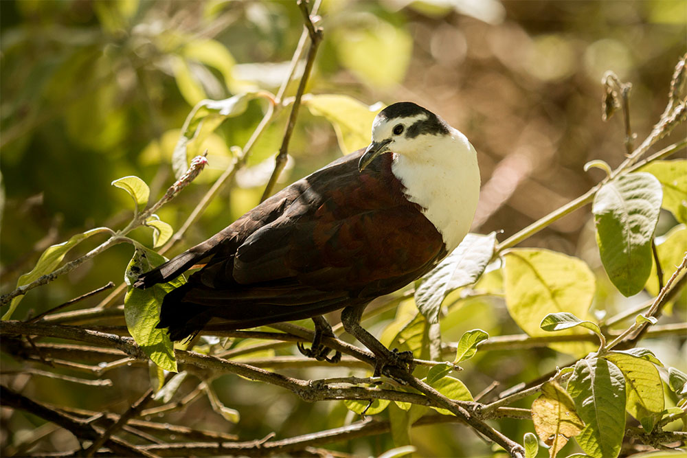 island-conservation-preventing-extinctions-genetic-engineering-tutururu
