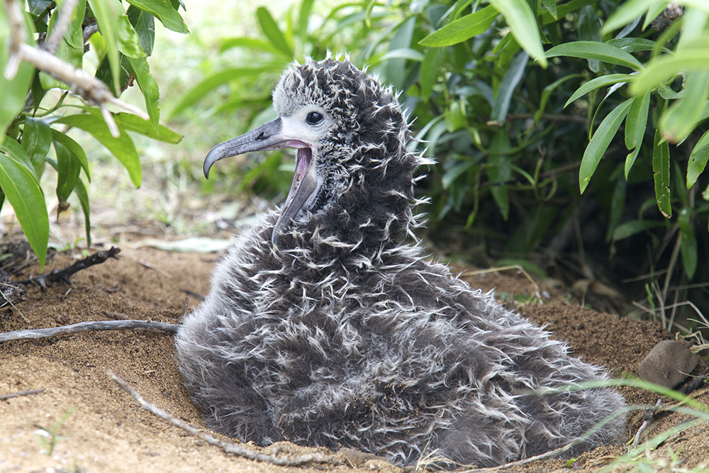 island-conservation-preventing-extinctions-Laysan-Albatross-seabird-species