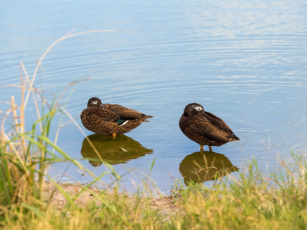 island-conservation-preventing-extinctions-laysan-duck-seabird-species