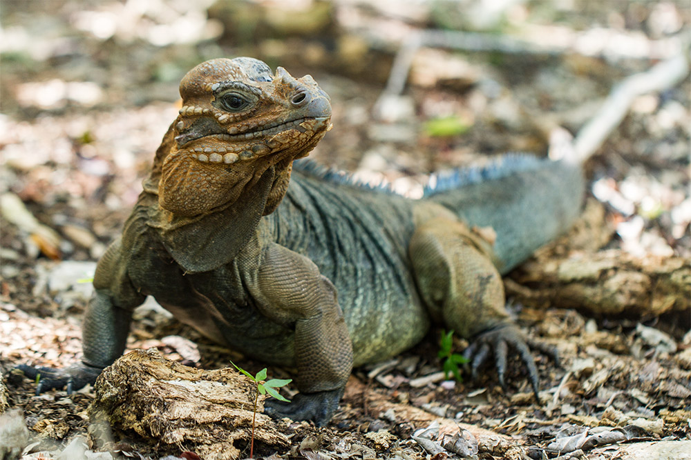island-conservation-mona-island-rock-iguana