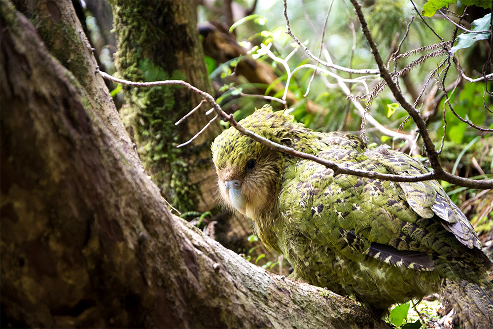 island-conservation-Kākāpō-hormone-plant