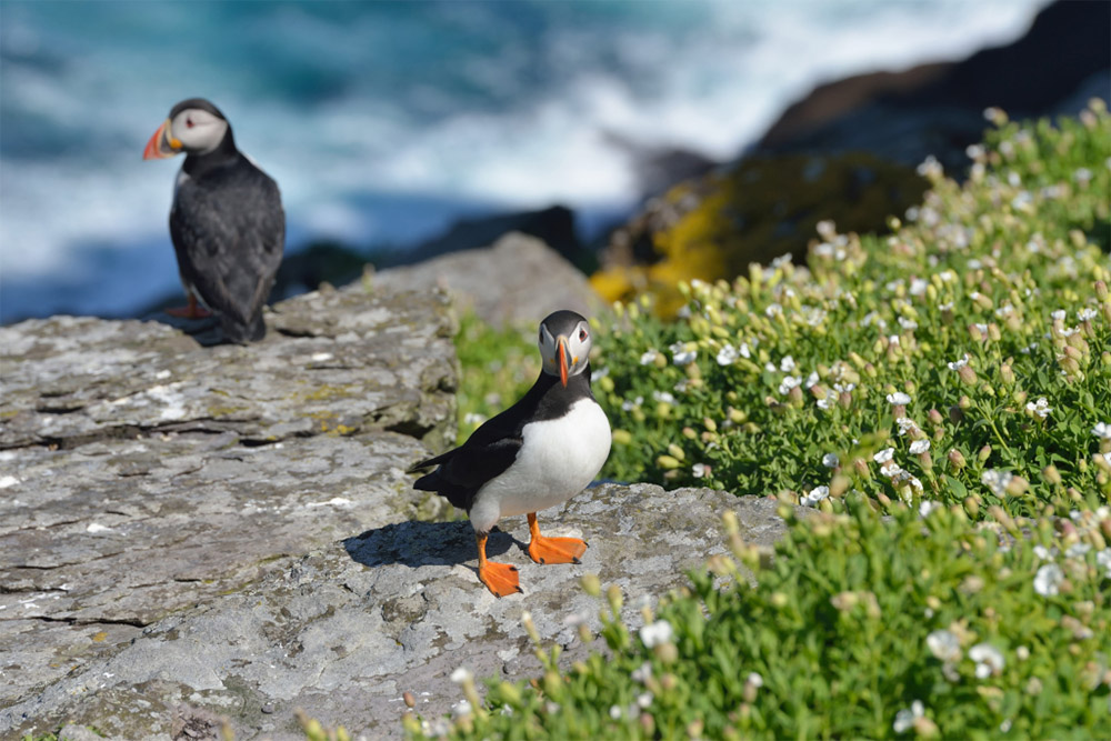 island-conservation-shiant-isles-puffin