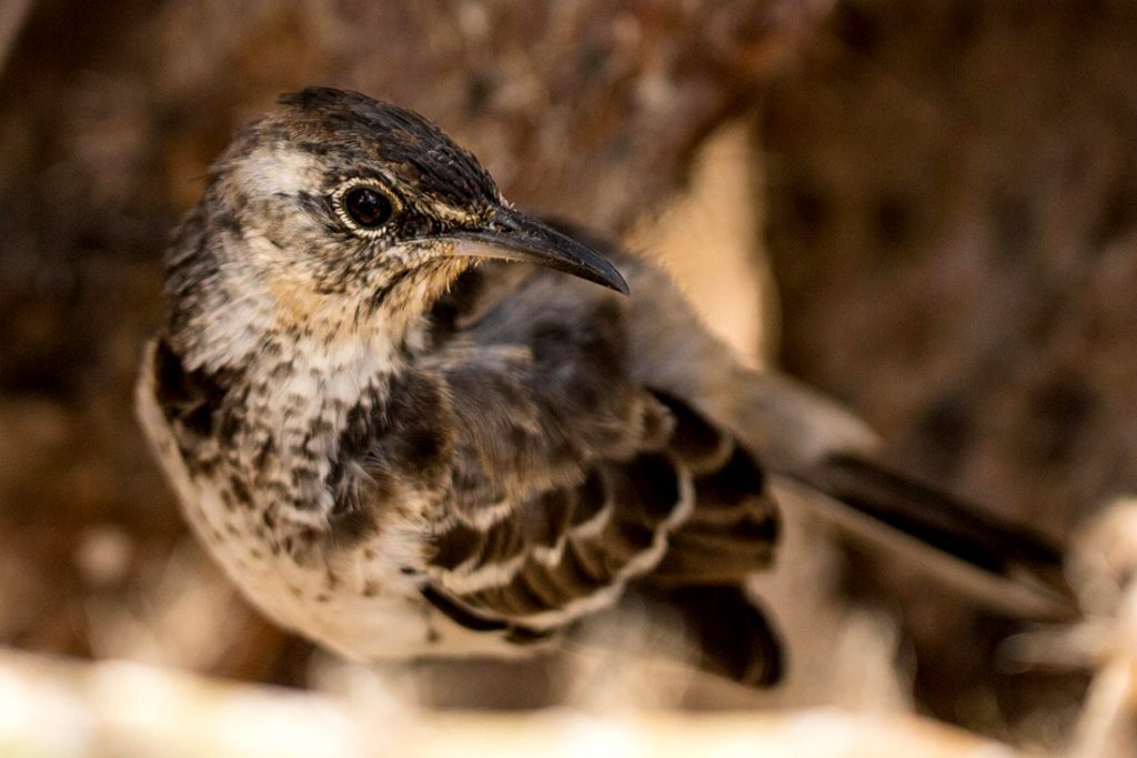 island watch conservation science floreana mockingbird galapagos ecuador preventing extinctions
