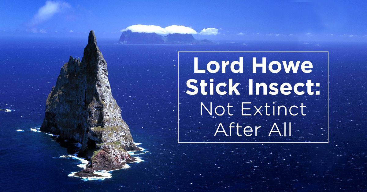 Island Conservation Lord Howe Stick Insect Could Return Home Island