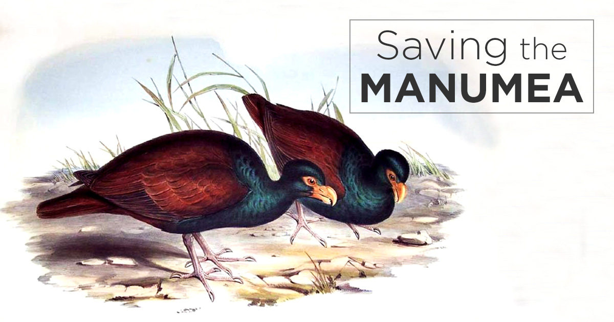 Island Conservation Saving The Manumea - Samoa's National Bird - Island Conservation Island Conservation Saving The Manumea - Samoa's National Bird - Island Conservation