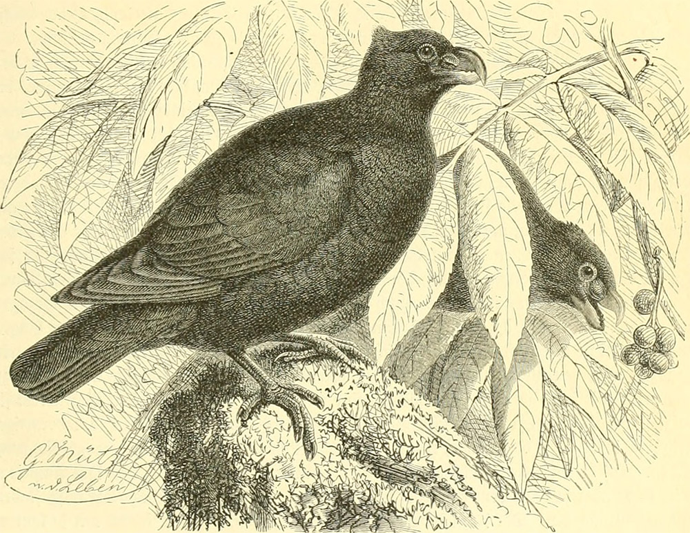 island-conservation-manumea-sketch