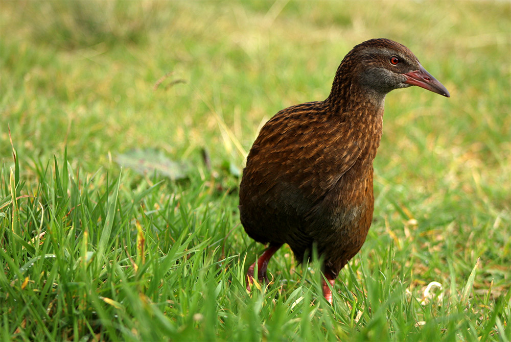 island-conservation-new-zealand-weka