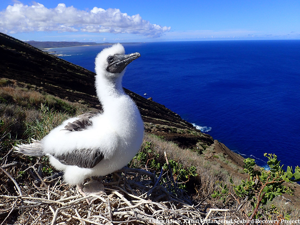 island-conservation-preventing-extinctions-juvenile-booby