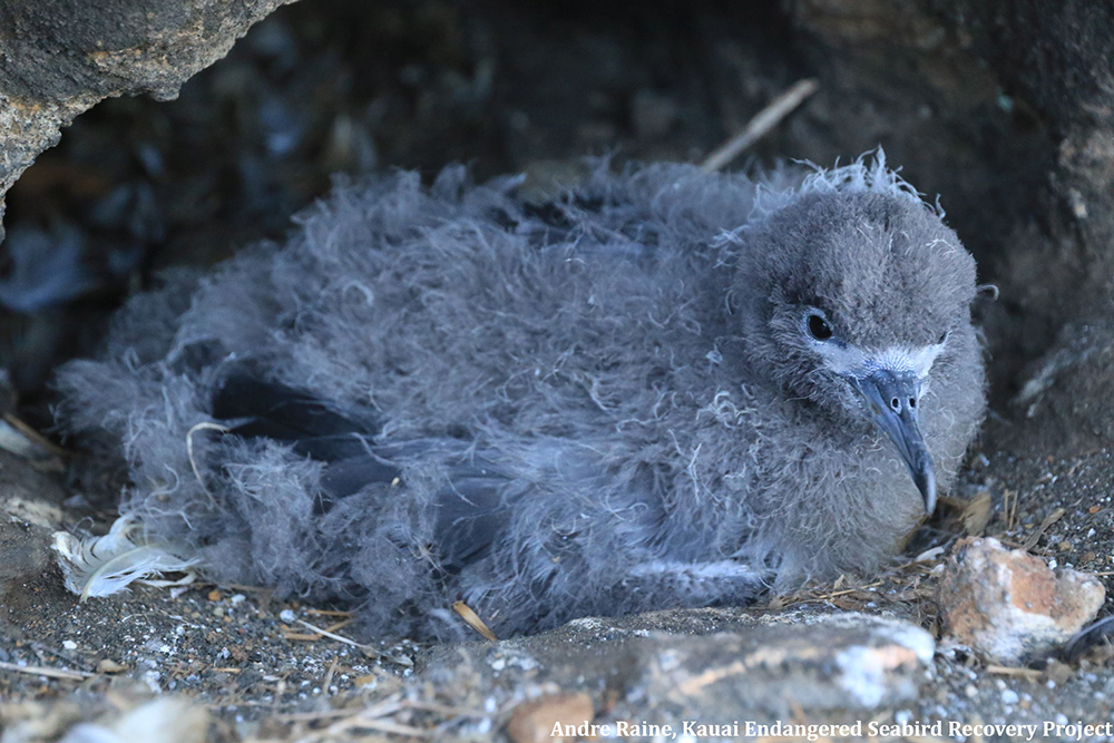 island-conservation-preventing-extinctions-lehua-island-hawaii-seabird-chick-closeup