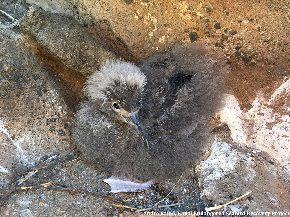 island-conservation-preventing-extinctions-lehua-island-hawaii-seabird