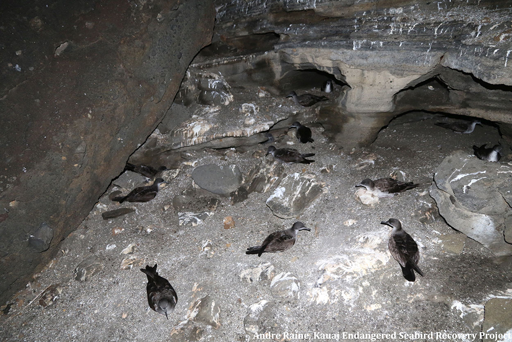 island-conservation-preventing-extinctions-lehua-island-hawaii-seabirds
