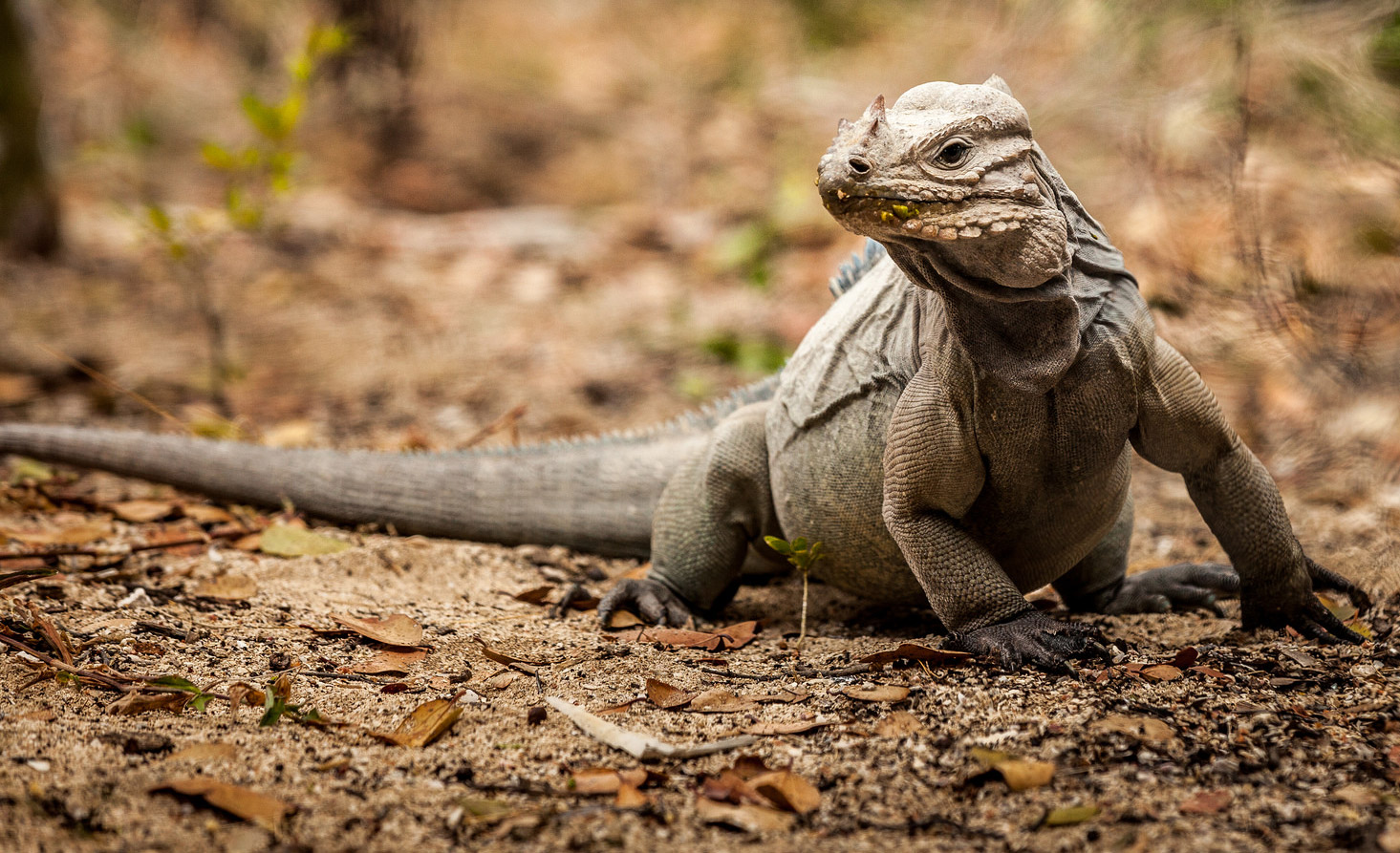 Cyclura cornuta iguana republica dominicana Francisco Javier Tadeo Domínguez Brito