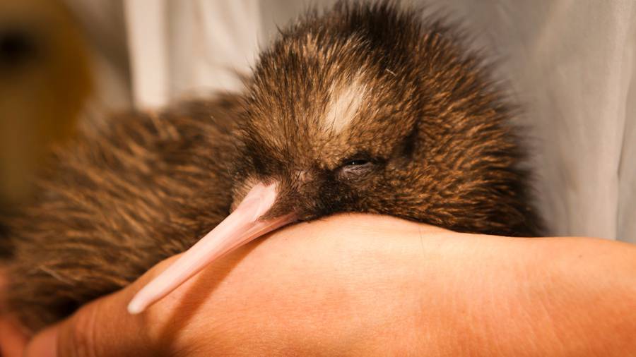 island-conservation-Rowi-Kiwi