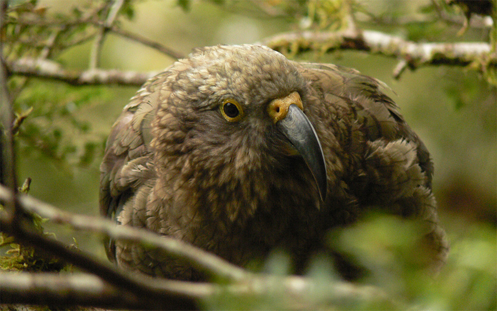 island-conservation-kea-endangered