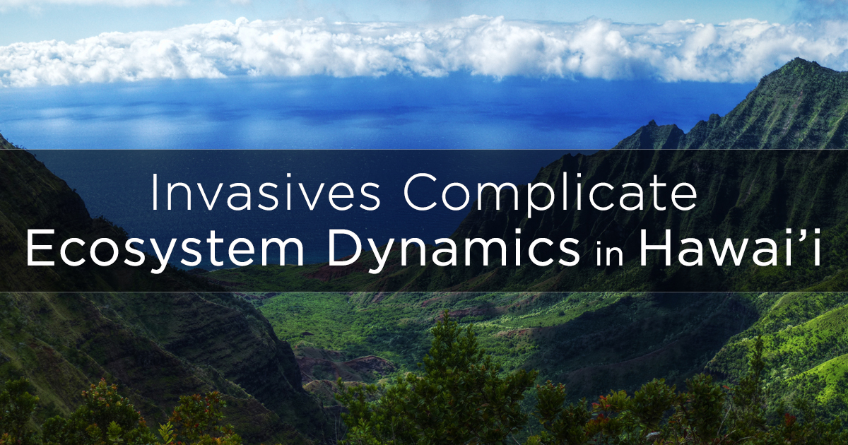 Island Conservation Invasive Coqui Frogs Complicate Ecosystem Dynamics