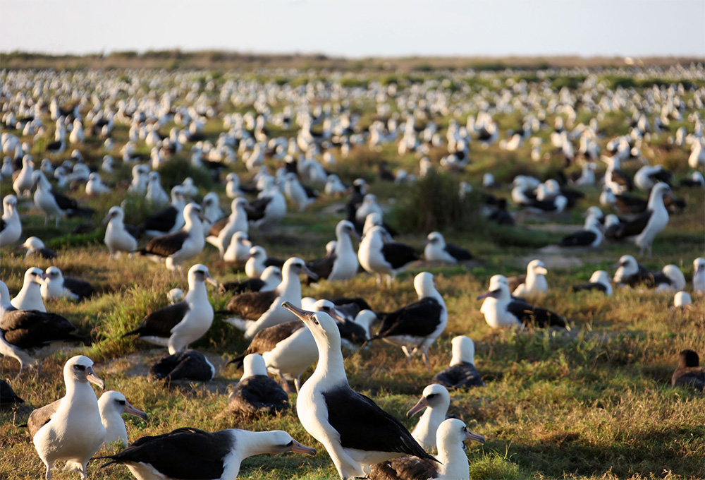 island-conservation-midway-atoll-albatross