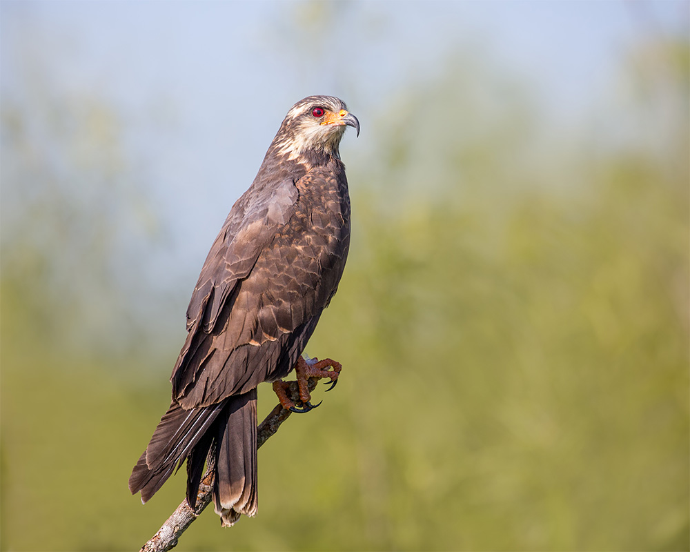 island-conservation-snail-kite-perch