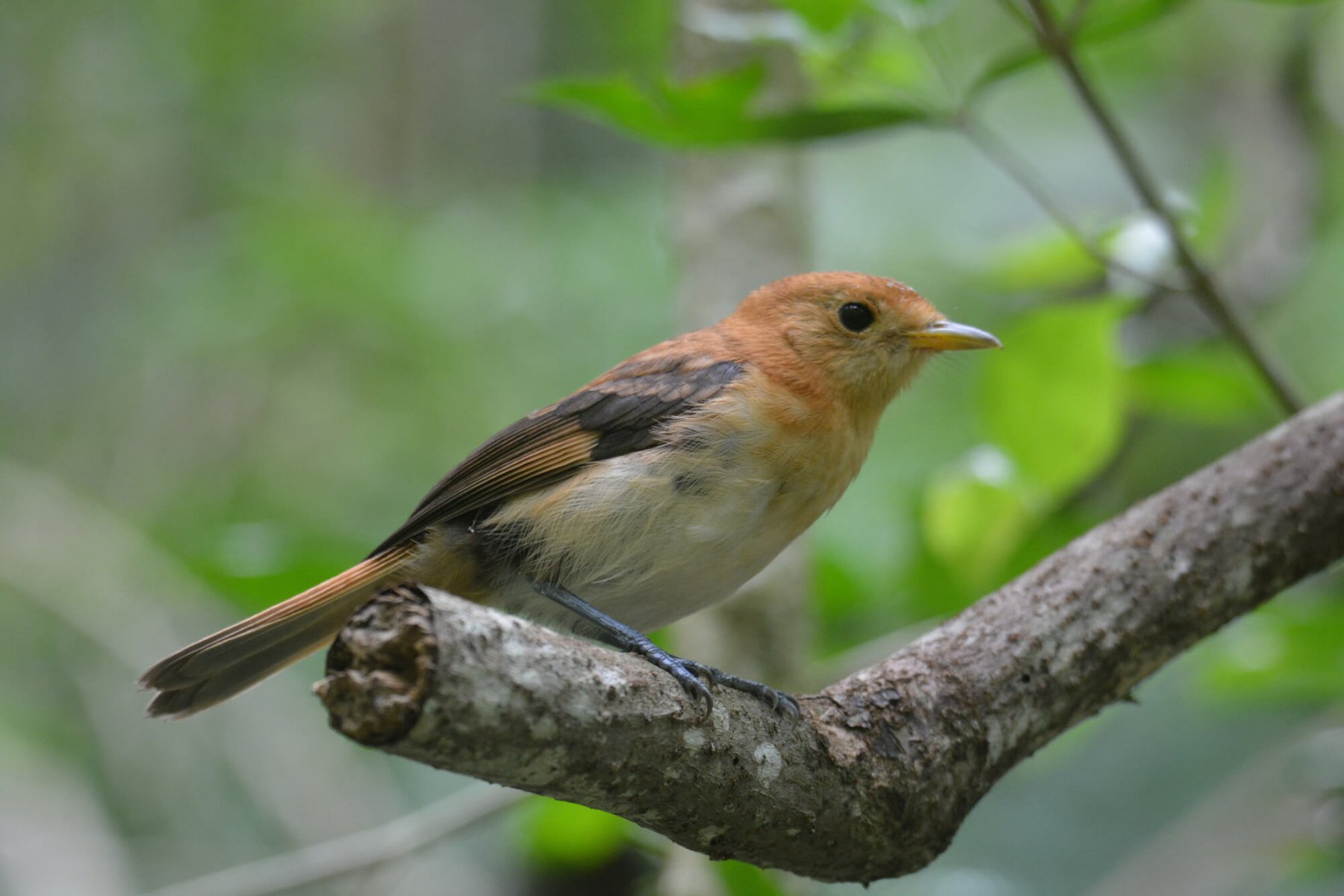 island-conservation-tahiti-monarch