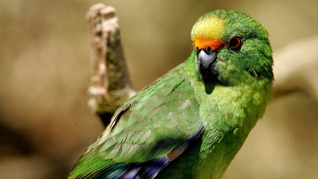 island-conservation-orange-fronted-parakeet