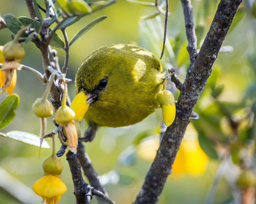 island-conservation-hawaiian-Honeycreepers-malaria