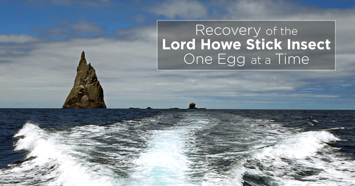 howe lord insect stick island eggs signal conservation