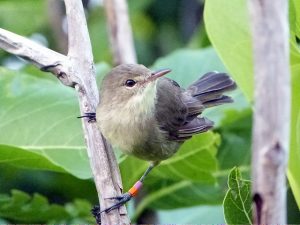 Island-conservation-invasive-species-preventing-extinctions-seychelles-warbler