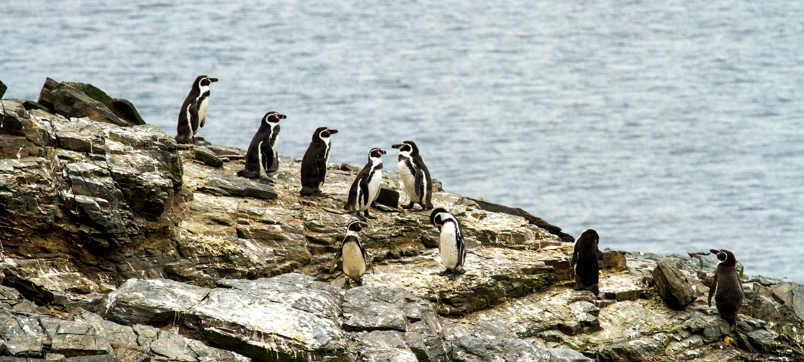 Humboldt Penguin National Reserve
