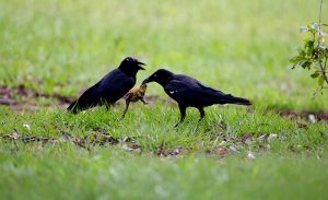 island-conservation-invasive-species-preventing-extinctions-Australian-Crow-eating-cane-toad