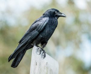 island-conservation-invasive-species-preventing-extinctions-Australian-Crow-perched