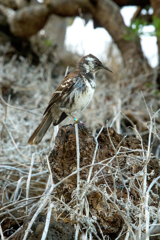 island-conservation-invasive-species-preventing-extinctions-floreana-island-floreana-mockingbird