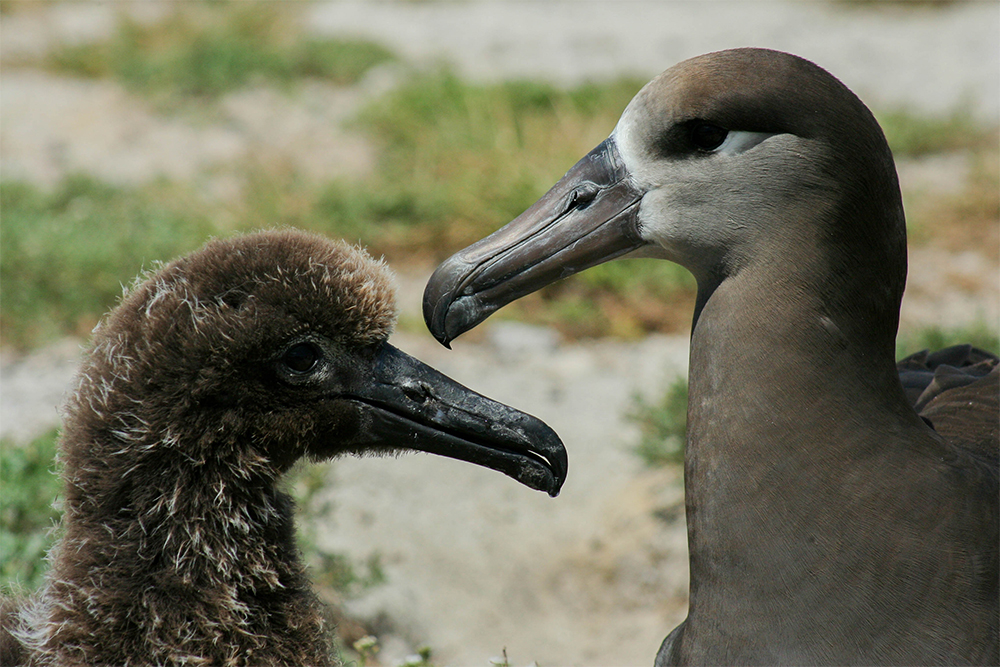 island-conservation-invasive-species-preventing-extinctions-midway-atoll-albatross