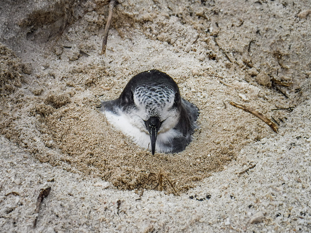 island-conservation-invasive-species-preventing-extinctions-midway-atoll-bonin