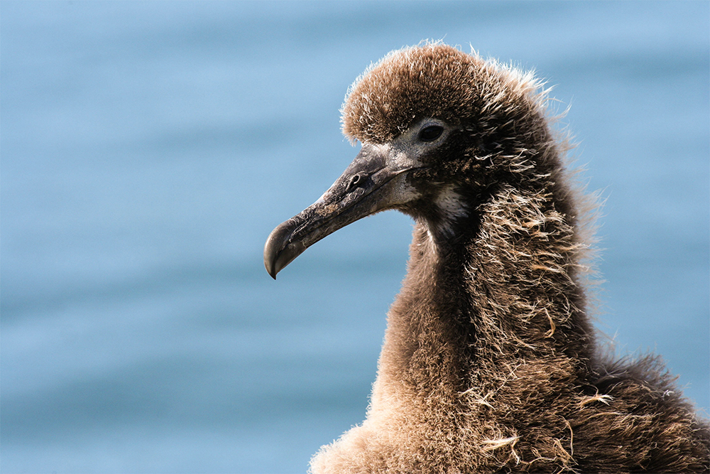 island-conservation-invasive-species-preventing-extinctions-midway-atoll-laysan-albatross