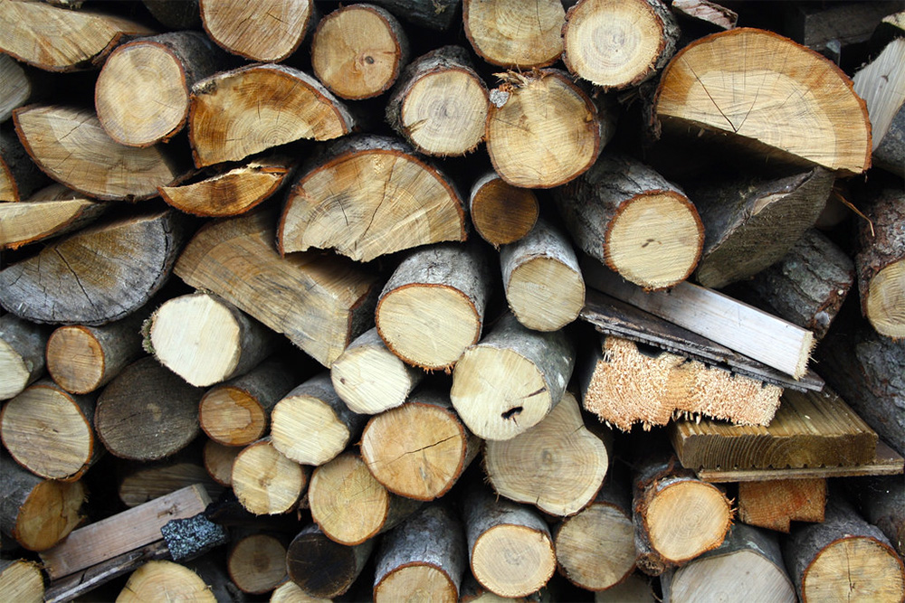 island-conservation-preventing-extinctions-invasive-species-firewood