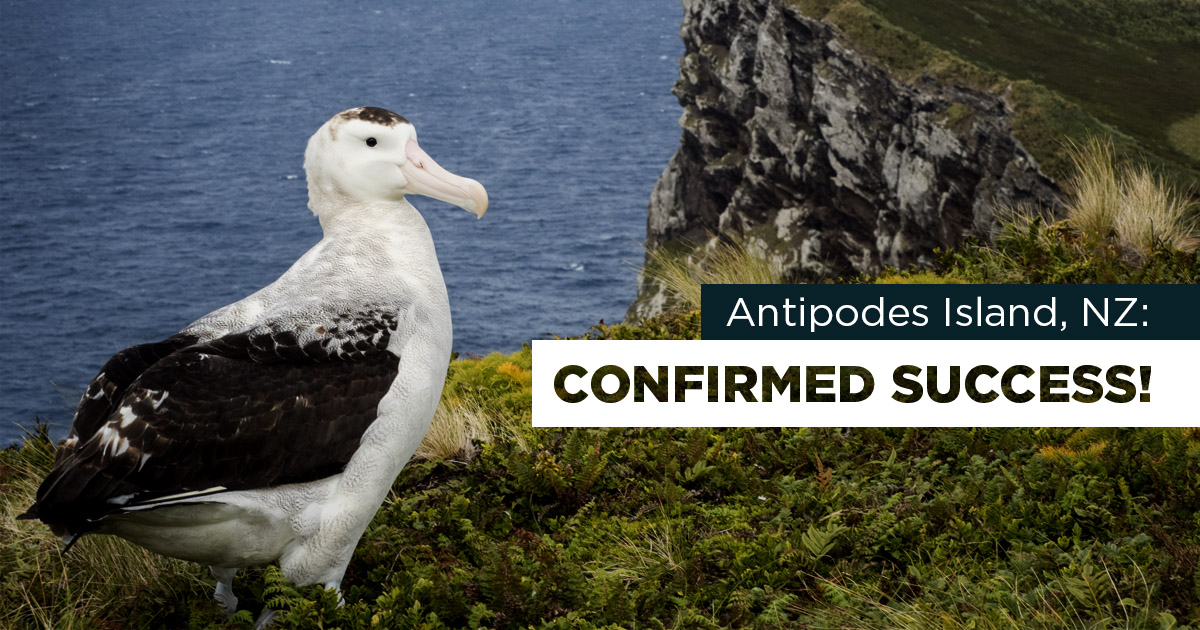 Island Conservation Antipodes Island: One of the most complex island ...