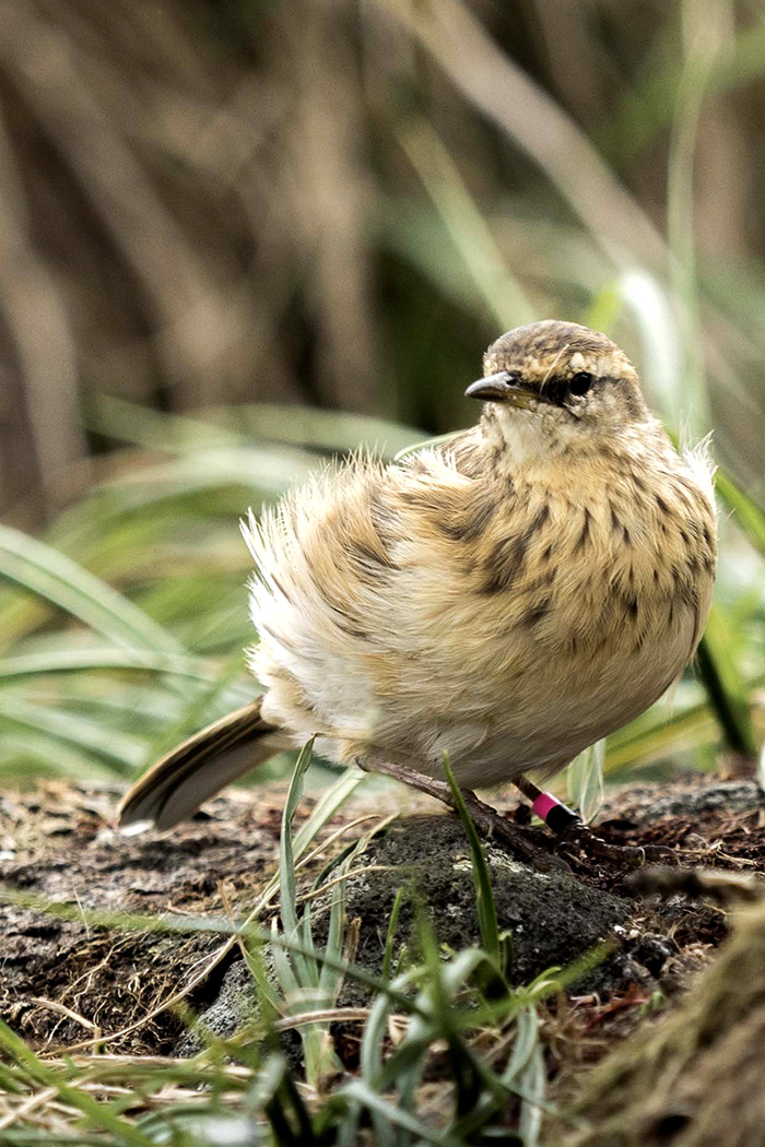 island conservation antipodes island Pipit new zealand