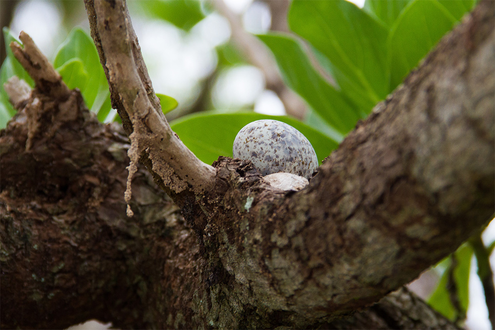 island-conservation-invasive-species-preventing-extinctions-palmyra-atoll-eradication-mosquito-egg
